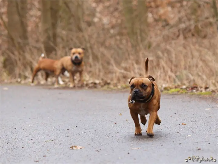 Staffordshire Bull Terrier