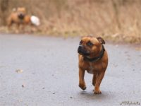 Staffordshire Bull Terrier