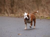 Staffordshire Bull Terrier