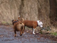 Staffordshire Bull Terrier