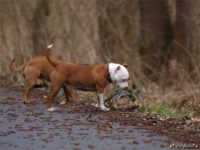 Staffordshire Bull Terrier