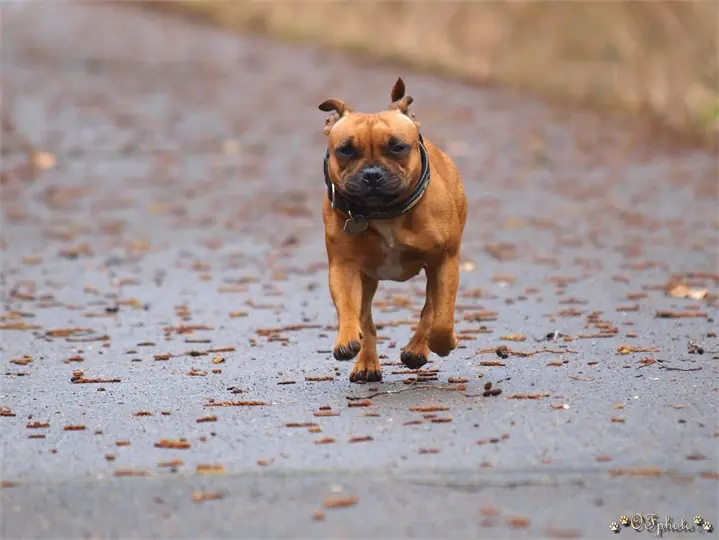 Staffordshire Bull Terrier