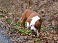 Staffordshire bull terrier4