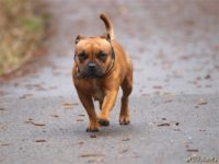 Staffordshire Bull Terrier