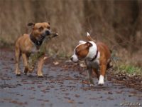 Staffordshire Bull Terrier