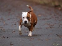 Staffordshire Bull Terrier