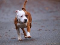 Staffordshire Bull Terrier