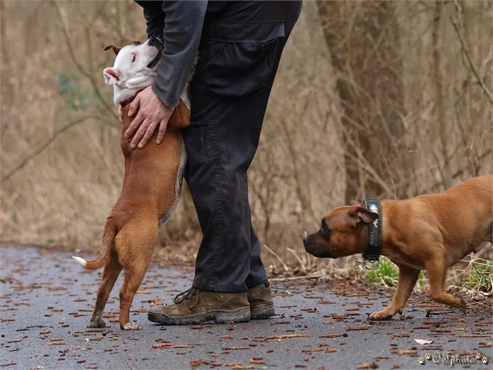Staffordshire Bull Terrier