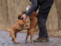 Staffordshire Bull Terrier