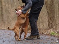 Staffordshire Bull Terrier