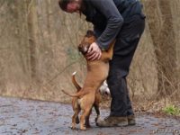 Staffordshire Bull Terrier