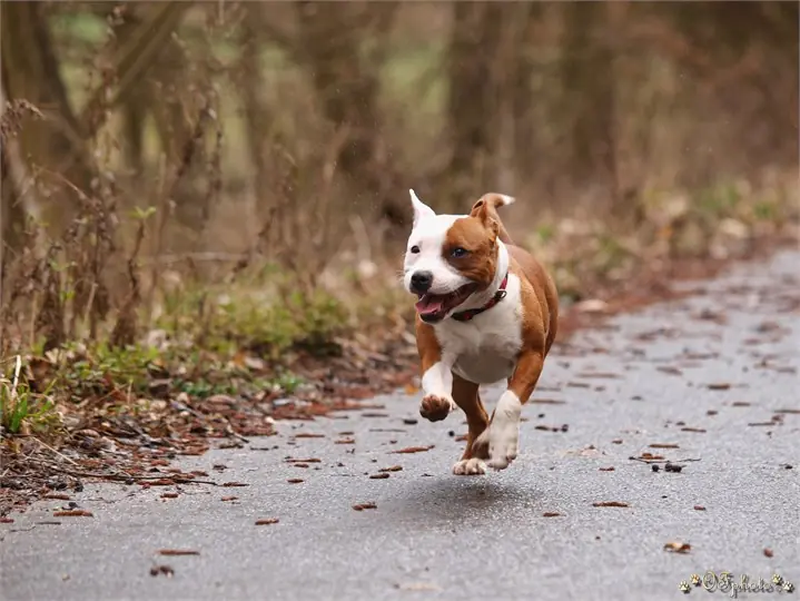Staffordshire bull terrier5