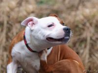 Staffordshire bull terrier7