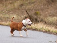 Staffordshire bull terrier8