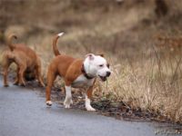 Staffordshire bull terrier9