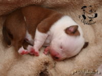 Staffordshire Bull Terrier - litter G