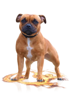 Staffordshire bull terrier female