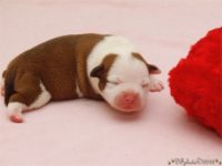 Staffordshire Bull Terrier - litter C