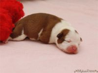 Staffordshire Bull Terrier - litter C