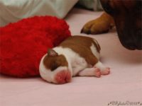 Staffordshire Bull Terrier - litter C