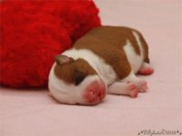 Staffordshire Bull Terrier - litter C