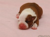 Staffordshire Bull Terrier - litter C