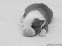 Staffordshire Bull Terrier - litter C