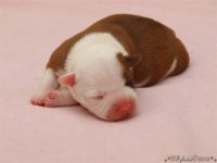 Staffordshire Bull Terrier - litter C