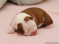 Staffordshire Bull Terrier - litter C