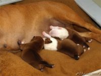 Staffordshire Bull Terrier - litter C