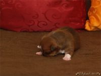 Staffordshire Bull Terrier - litter C