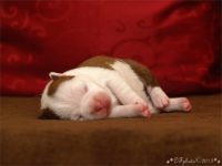 Staffordshire Bull Terrier - litter C