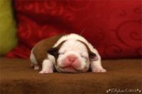 Staffordshire Bull Terrier - litter C