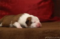 Staffordshire Bull Terrier - litter C