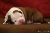 Staffordshire Bull Terrier - litter C