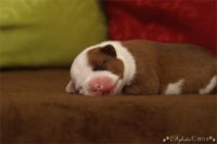 Staffordshire Bull Terrier - litter C