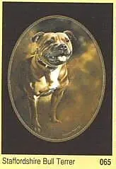 Historie Stafordšírského Bulteriéra
