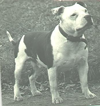 history staffordshire bull terrier11