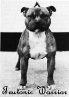 history staffordshire bull terrier126