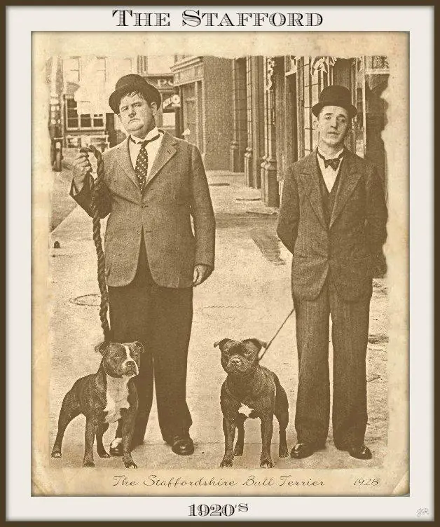 history staffordshire bull terrier13