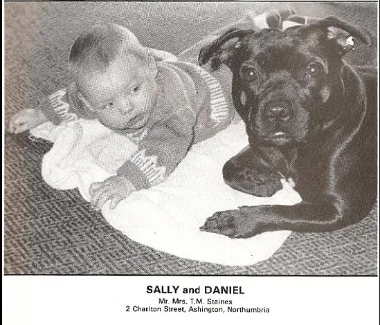 history staffordshire bull terrier23