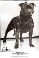 history staffordshire bull terrier24