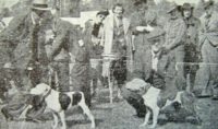 history staffordshire bull terrier