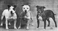 history staffordshire bull terrier