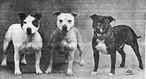 history staffordshire bull terrier