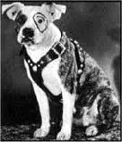 history staffordshire bull terrier