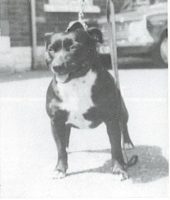 history staffordshire bull terrier