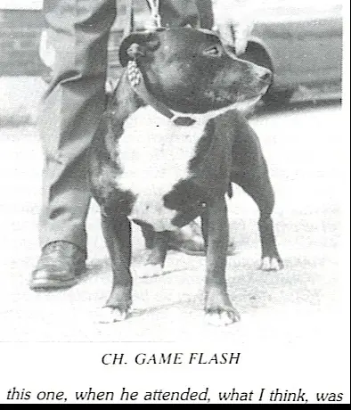 history staffordshire bull terrier