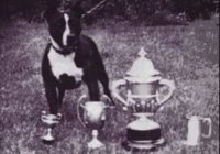 history staffordshire bull terrier