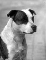 history staffordshire bull terrier